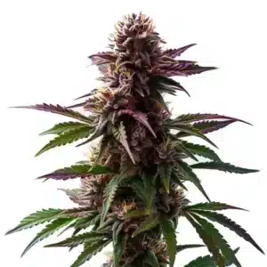 Gelato x Purple Punch autoflower with purple hues, frosty buds, and orange pistils.