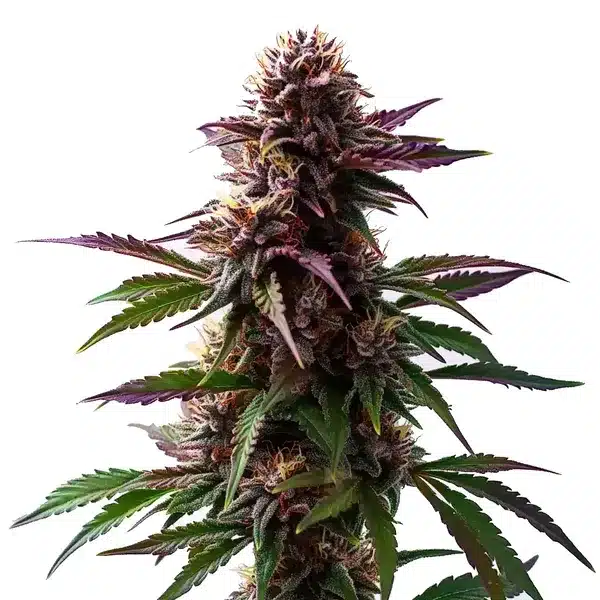 Gelato x Purple Punch autoflower with purple hues, frosty buds, and orange pistils.