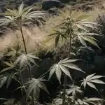 Wild Cannabis Plants Growing Among Rocks