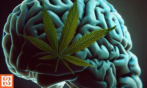 Best Cannabis Strains For Migraines