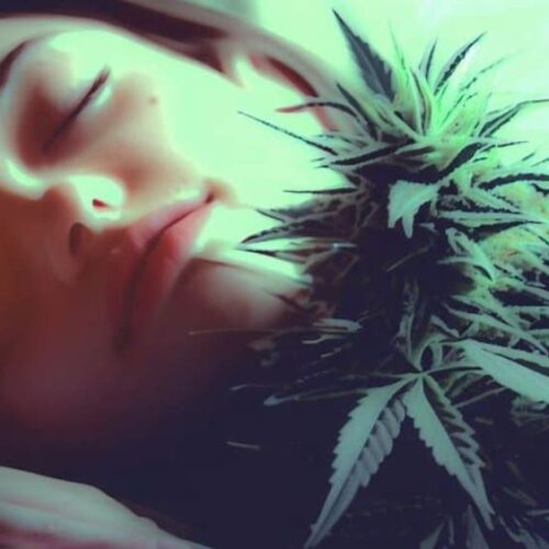 Cannabis Strains For Insomnia
