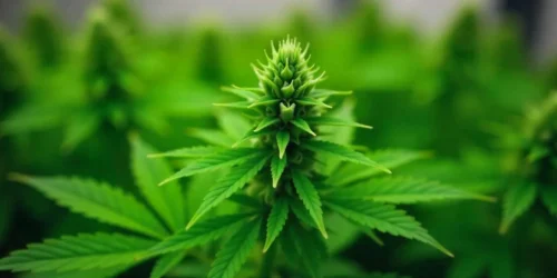 Best Indica Strains of 2023