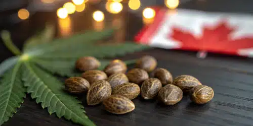 The 9 Popular Cannabis Strains in Canada