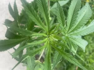 Blackberry Moonstones feminized seeds plant seen from above during early flower development.