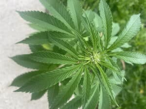 Close-up of Blackberry Moonstones feminized seeds plant center showing early white pistil formation.