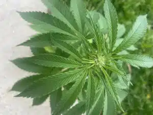 Close-up of Blackberry Moonstones feminized seeds plant center showing early white pistil formation.