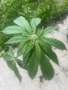 Blackberry Moonstones feminized seeds plant in an outdoor cultivation setting showing healthy vegetative growth.