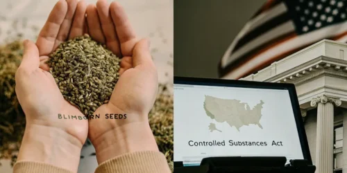Are Cannabis Seeds Legal in the USA?