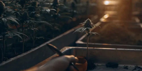 Maximizing Growth: When to Plant Weed Seeds for Optimal Results
