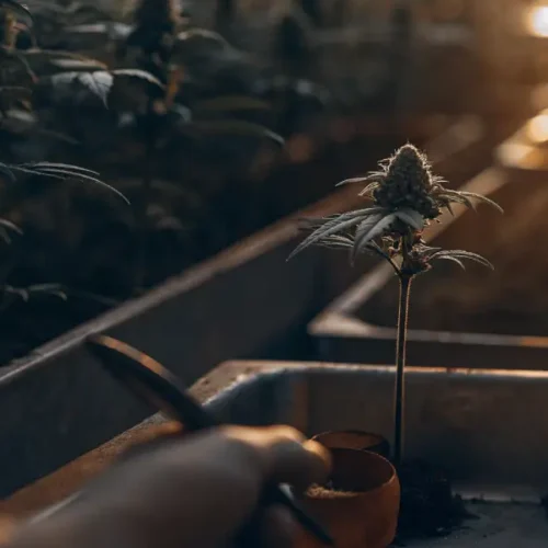 Hyper-realistic digital artwork of a hand using a tool to tend to a small cannabis plant in a grow tray, with other plants blurred in the background, all bathed in warm light.