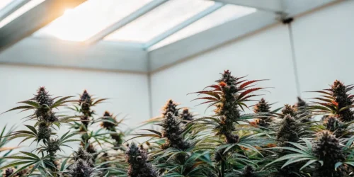 Best Hybrid Strains 2023: A Connoisseur's Guide