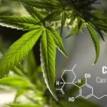 High CBD Strains 2023