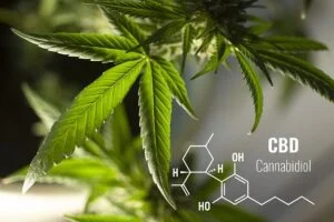 High CBD Strains 2023