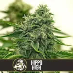 How To Grow hippo high