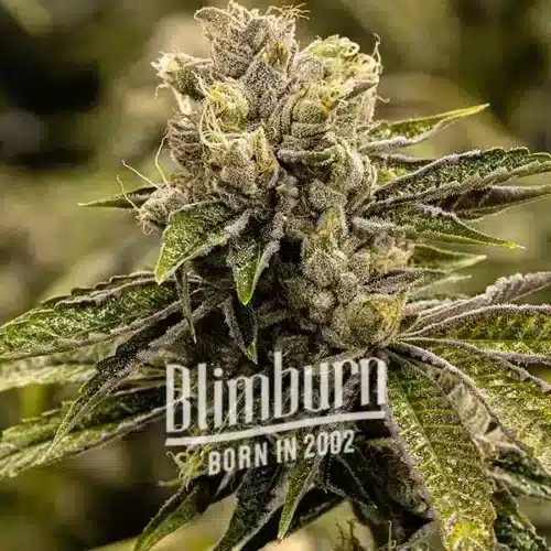 How to Grow Stoned Panda