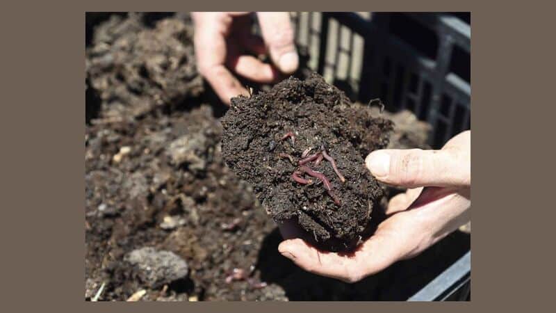 Sustainable Cultivation Techniques