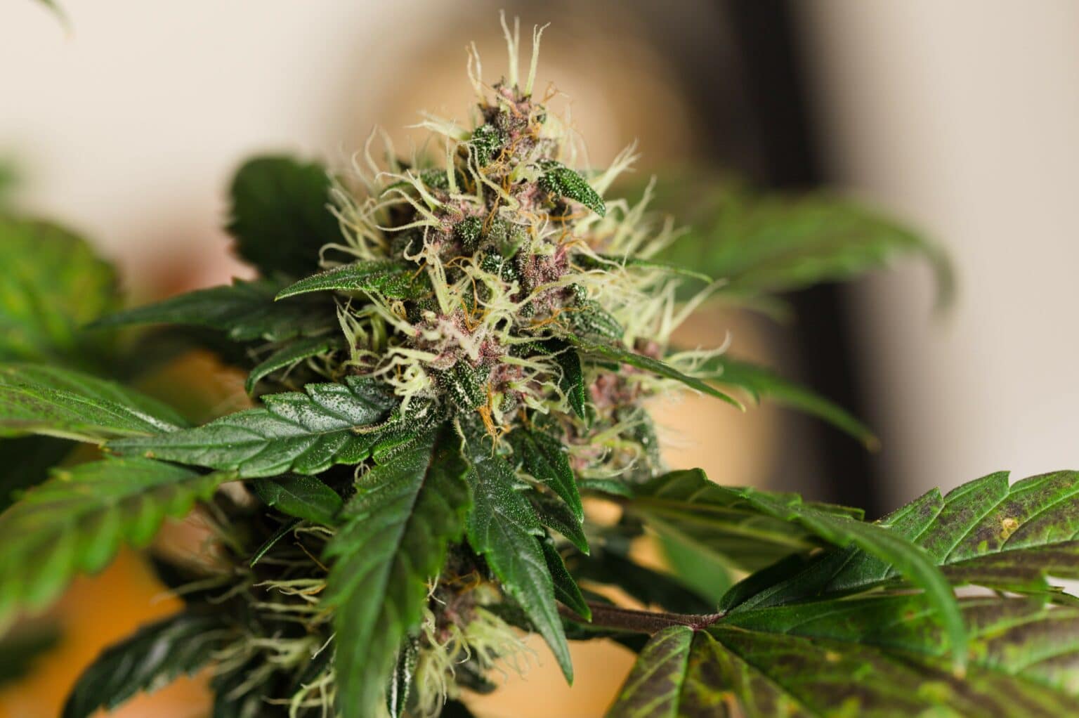 7 Best Weed Strains For Thanksgiving