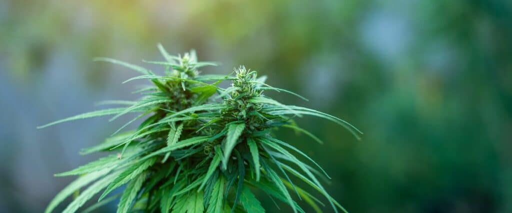 BUY AUTOFLOWERING SEEDS IN THAILAND
