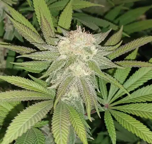 How To Grow Black and White Cookie strain