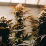 Cannabis plants with frosty buds growing in a well-lit indoor grow room.