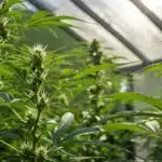 Charlotte’s Web Strain is a highly renowned and CBD-rich cannabis strain.
