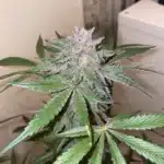 Close-up of Gush Mints buds with purple hues and frosty resin-coated flowers.