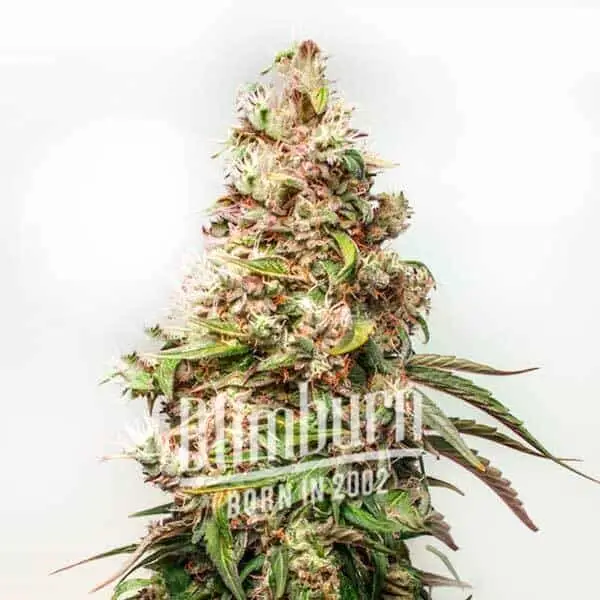 How To Grow Charlotte's web strain