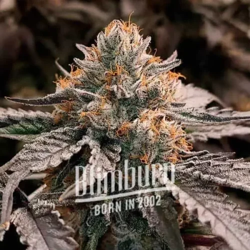 How To Grow Gator Breath Strain