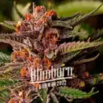 How To Grow Wedding Cake x Forbiden Fruit Strain