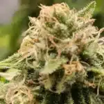 Louis XIII Strain Buds