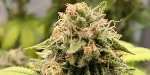 How To Grow Louis XIII Strain