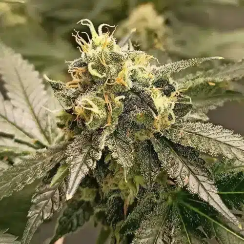 How To Grow Reeze McFlurry Strain