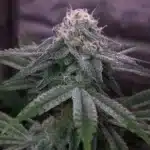 Frosty Slurricane Strain buds covered in trichomes, showing dense resin production.