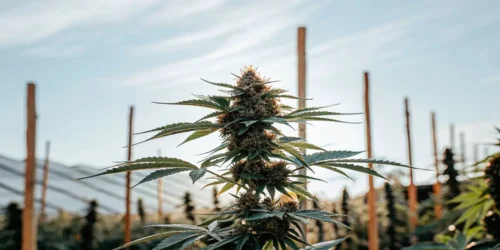How To Grow Super Lemon Haze