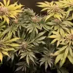 White Widow Buds