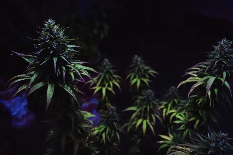 Indoor Cannabis Cultivation