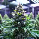 Cannabis plant with vibrant purple buds and lush green leaves under LED grow lights.