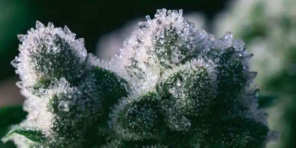 Cannabis Trichomes and Crystal-Like Resin – Macro Photography