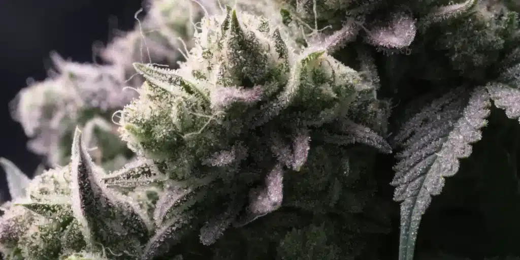 Macro Close-Up of Frosty Cannabis Buds with Purple Hues