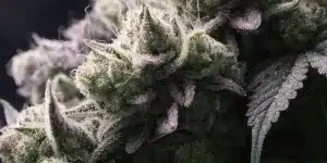 Macro Close-Up of Frosty Cannabis Buds with Purple Hues