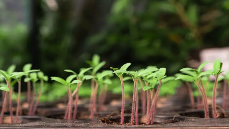 seedlings