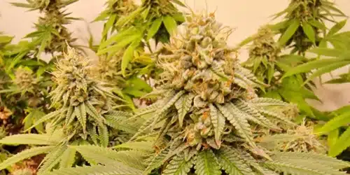 How To Grow Apples And Bananas Strain