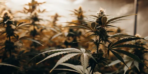 How to Grow Chocolate Thai Strain