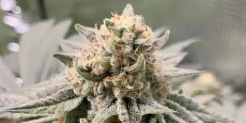 How To Grow Coma Strain