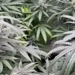 Georgia Pie Strain Buds