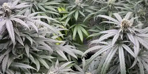 How To Grow Georgia Pie Strain