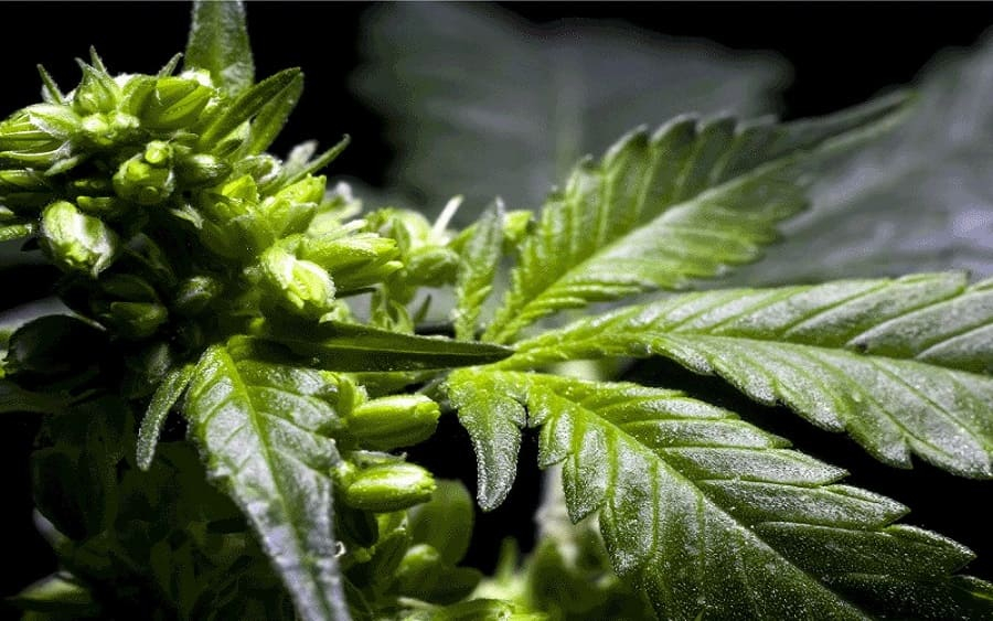 Main Causes of Hermaphroditism in Cannabis