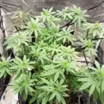 How To Grow Golden Goat Strain