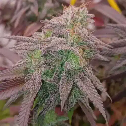 Tips to Grow Mac 1 Strain: What Strain is Mac 1?