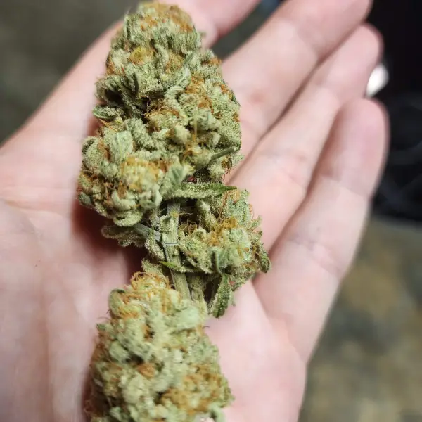 How To Grow Mandarin Cookies Strain Blimburn Seeds